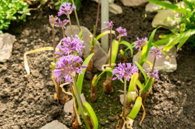 Saint Gallen, İsviçre, 4 Nisan 2025 Tulbaghia Simmleri veya botanik bahçesindeki pembe agapanthus bitkisi