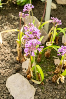 Saint Gallen, İsviçre, 4 Nisan 2025 Tulbaghia Simmleri veya botanik bahçesindeki pembe agapanthus bitkisi