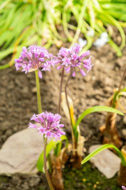 Saint Gallen, İsviçre, 4 Nisan 2025 Tulbaghia Simmleri veya botanik bahçesindeki pembe agapanthus bitkisi