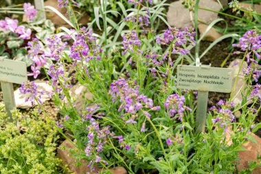 Saint Gallen, İsviçre, 4 Nisan 2025 Hesperis Bicuspidata Tesisi Botanik Bahçesi