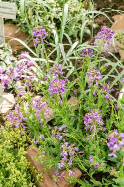 Saint Gallen, İsviçre, 4 Nisan 2025 Hesperis Bicuspidata Tesisi Botanik Bahçesi