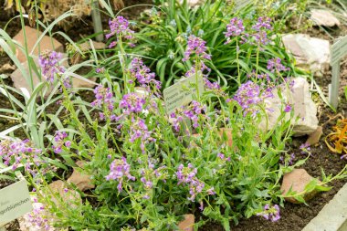 Saint Gallen, İsviçre, 4 Nisan 2025 Hesperis Bicuspidata Tesisi Botanik Bahçesi