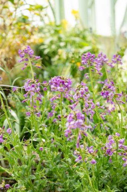 Saint Gallen, İsviçre, 4 Nisan 2025 Hesperis Bicuspidata Tesisi Botanik Bahçesi