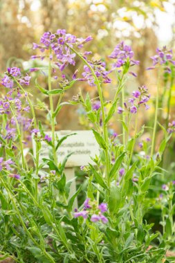 Saint Gallen, İsviçre, 4 Nisan 2025 Hesperis Bicuspidata Tesisi Botanik Bahçesi
