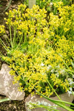 Saint Gallen, İsviçre, 4 Nisan 2025 Draba Parnassica bitkisi botanik bahçesinde
