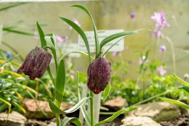 Saint Gallen, İsviçre, 4 Nisan 2025 Fritillaria Tubiforis bitkisi botanik bahçesinde.