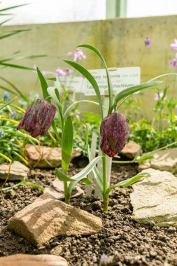 Saint Gallen, İsviçre, 4 Nisan 2025 Fritillaria Tubiforis bitkisi botanik bahçesinde.