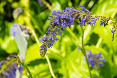 Saint Gallen, İsviçre, 4 Nisan 2025 Wulfenia Orientalis bitkisi botanik bahçesinde.