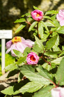 Saint Gallen, İsviçre, 4 Nisan 2025 Paeonia Kambessedesii bitkisi botanik bahçesinde.