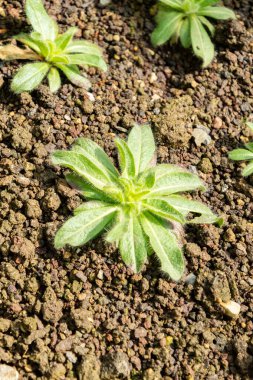 Saint Gallen, İsviçre, 4 Nisan 2025 Botanik Bahçesindeki Inula Acaulis fabrikası