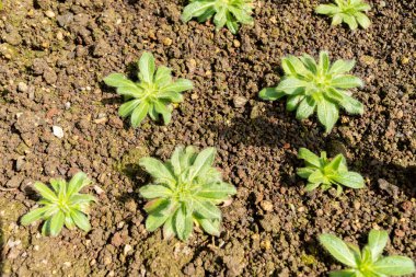 Saint Gallen, İsviçre, 4 Nisan 2025 Botanik Bahçesindeki Inula Acaulis fabrikası