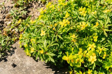 Saint Gallen, İsviçre, 4 Nisan 2025 Hacquetia Epipactis bitkisi botanik bahçesinde