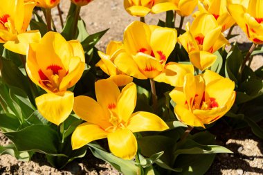 Saint Gallen, İsviçre, 4 Nisan 2025 Tulipa Kaufmanniana Stresa Melez Fabrikası Botanik Bahçesi