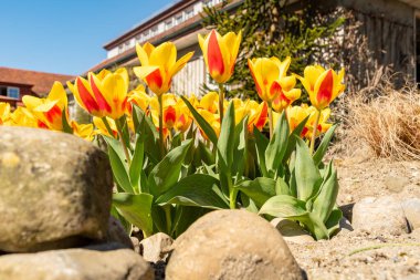 Saint Gallen, İsviçre, 4 Nisan 2025 Tulipa Kaufmanniana Stresa Melez Fabrikası Botanik Bahçesi