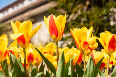 Saint Gallen, İsviçre, 4 Nisan 2025 Tulipa Kaufmanniana Stresa Melez Fabrikası Botanik Bahçesi