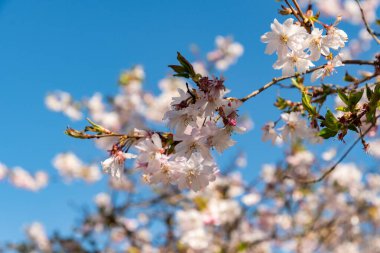 Saint Gallen, İsviçre, 4 Nisan 2025 Cornus Subhirtella Autumnalis veya botanik bahçesindeki gül goncası kiraz ağacı.