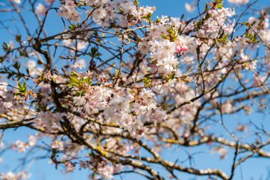 Saint Gallen, İsviçre, 4 Nisan 2025 Cornus Subhirtella Autumnalis veya botanik bahçesindeki gül goncası kiraz ağacı.