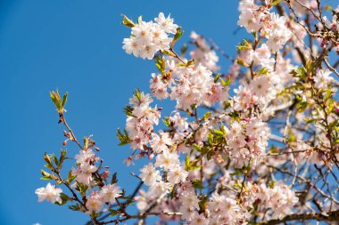 Saint Gallen, İsviçre, 4 Nisan 2025 Cornus Subhirtella Autumnalis veya botanik bahçesindeki gül goncası kiraz ağacı.