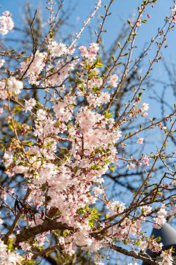 Saint Gallen, İsviçre, 4 Nisan 2025 Cornus Subhirtella Autumnalis veya botanik bahçesindeki gül goncası kiraz ağacı.