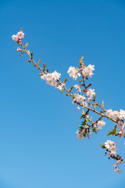 Saint Gallen, İsviçre, 4 Nisan 2025 Cornus Subhirtella Autumnalis veya botanik bahçesindeki gül goncası kiraz ağacı.