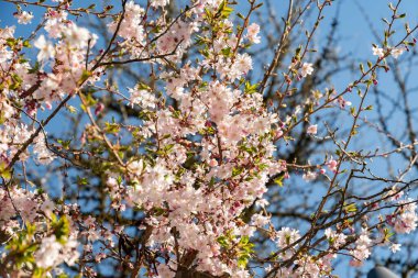 Saint Gallen, İsviçre, 4 Nisan 2025 Cornus Subhirtella Autumnalis veya botanik bahçesindeki gül goncası kiraz ağacı.