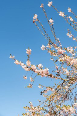 Saint Gallen, İsviçre, 4 Nisan 2025 Cornus Subhirtella Autumnalis veya botanik bahçesindeki gül goncası kiraz ağacı.