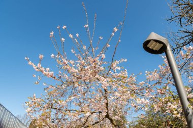 Saint Gallen, İsviçre, 4 Nisan 2025 Cornus Subhirtella Autumnalis veya botanik bahçesindeki gül goncası kiraz ağacı.