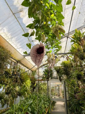 Saint Gallen, İsviçre, 4 Nisan 2025 Aristolochia Grandiflora veya botanik bahçesindeki pelikan çiçeği