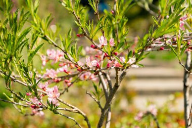 Zürih, İsviçre, 8 Nisan 2025 Prunus Tenella veya botanik bahçesindeki cüce Rus badem bitkisi