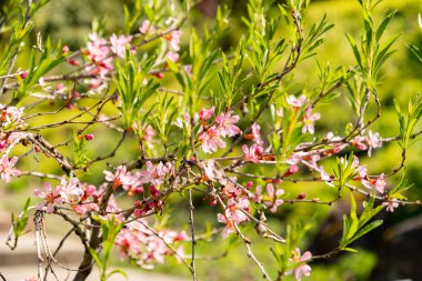Zürih, İsviçre, 8 Nisan 2025 Prunus Tenella veya botanik bahçesindeki cüce Rus badem bitkisi