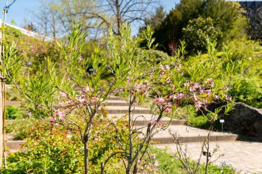 Zürih, İsviçre, 8 Nisan 2025 Prunus Tenella veya botanik bahçesindeki cüce Rus badem bitkisi