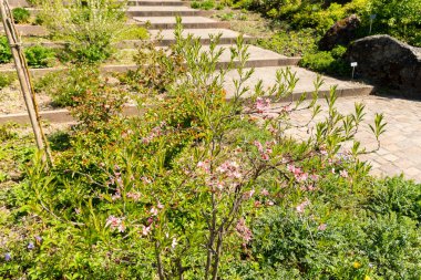 Zürih, İsviçre, 8 Nisan 2025 Prunus Tenella veya botanik bahçesindeki cüce Rus badem bitkisi