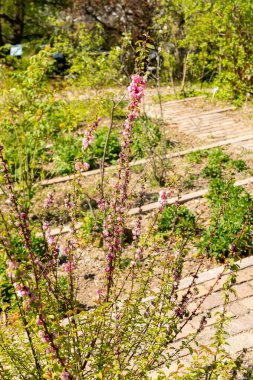 Zürih, İsviçre, 8 Nisan 2025 Prunus Triloba veya botanik bahçesindeki çiçek açan erik bitkisi