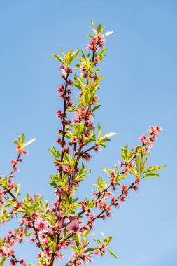 Zürih, İsviçre, 8 Nisan 2025 Prunus Amygdalus Rosella bitkisi botanik bahçesinde
