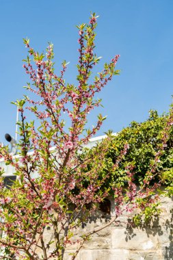 Zürih, İsviçre, 8 Nisan 2025 Prunus Amygdalus Rosella bitkisi botanik bahçesinde