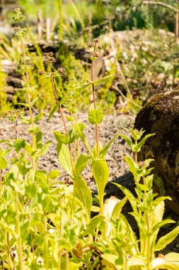 Zürih, İsviçre, 8 Nisan 2025 Calceolaria Purpurea bitkisi botanik bahçesinde.