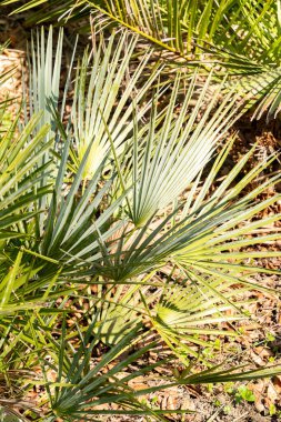 Zürih, İsviçre, 8 Nisan 2025 Chamaerops Humilis Argentea veya botanik bahçesindeki Avrupa hayran palmiyesi