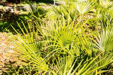Zürih, İsviçre, 8 Nisan 2025 Chamaerops Humilis veya botanik bahçesindeki Avrupa fan palmiyesi
