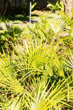 Zürih, İsviçre, 8 Nisan 2025 Chamaerops Humilis veya botanik bahçesindeki Avrupa fan palmiyesi