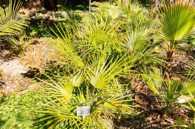Zürih, İsviçre, 8 Nisan 2025 Chamaerops Humilis veya botanik bahçesindeki Avrupa fan palmiyesi