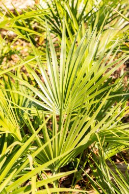 Zürih, İsviçre, 8 Nisan 2025 Chamaerops Humilis veya botanik bahçesindeki Avrupa fan palmiyesi