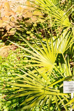 Zürih, İsviçre, 8 Nisan 2025 Chamaerops Humilis veya botanik bahçesindeki Avrupa fan palmiyesi