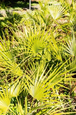 Zürih, İsviçre, 8 Nisan 2025 Chamaerops Humilis veya botanik bahçesindeki Avrupa fan palmiyesi
