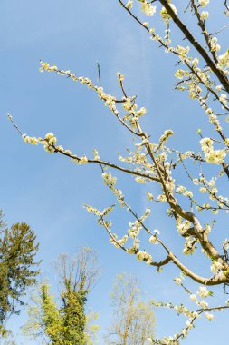 Zürih, İsviçre, 8 Nisan 2025 Botanik Bahçesindeki Prunus Domestica fabrikası