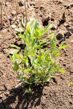 Zürih, İsviçre, 8 Nisan 2025 Baptisia Tinctoria veya botanik bahçesindeki sarı sahte çivit bitkisi