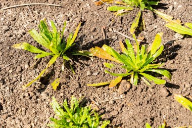 Zürih, İsviçre, 8 Nisan 2025 Reseda Luteola veya botanik bahçesindeki boyacılar roket fabrikası