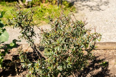 Zürih, İsviçre, 8 Nisan 2025 Argania Spinosa veya botanik bahçesindeki Argan bitkisi