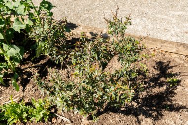 Zürih, İsviçre, 8 Nisan 2025 Argania Spinosa veya botanik bahçesindeki Argan bitkisi