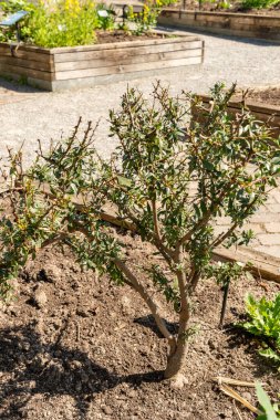 Zürih, İsviçre, 8 Nisan 2025 Argania Spinosa veya botanik bahçesindeki Argan bitkisi