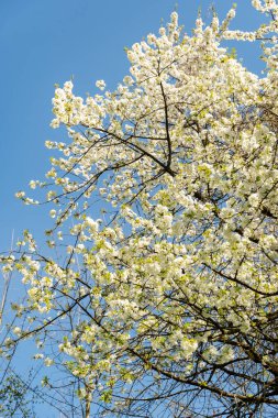 Zürih, İsviçre, 8 Nisan 2025 Prunus Avium veya botanik bahçesindeki yabani kiraz bitkisi